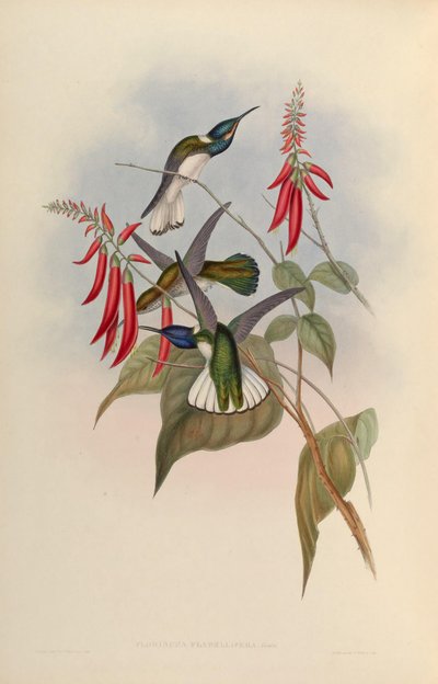 Florisuga flabellifera = Florisuga mellivora flabellifera by John Gould